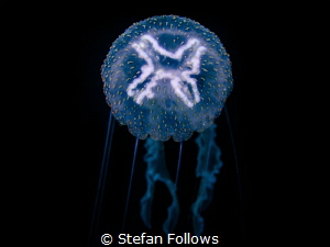 Blue Moon ... Moon Jellyfish - Aurelia aurita. Poor Knigh... by Stefan Follows 